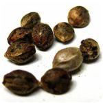 Семена марихуаны АК-47  (Seeds AK-47) в Кашине